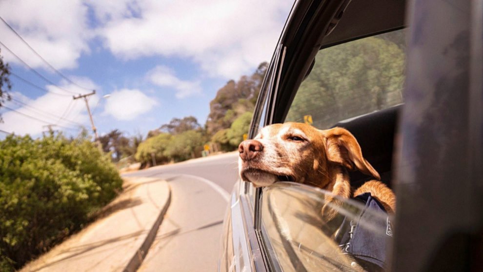 Es posible viajar en un DiDi con una mascota